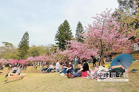 日本半官方非營利組織「育櫻會」，2003年贈送140株櫻花植於新竹公園，品種為適合台灣氣候生長的河津櫻，由於生長情況良好，數量已翻了5倍以上。（田欣雲攝） 