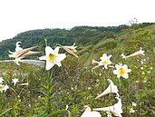 新北八里掩埋場　「台灣百合」的新家