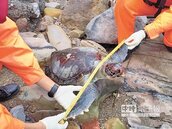 基隆沿海　近半月10隻海龜死亡