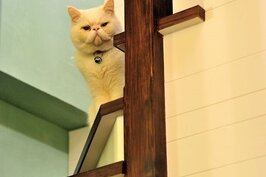 安靜乖巧的冬冬是阮春華的愛貓，靜靜在樓梯轉角處等著我們上樓探探。