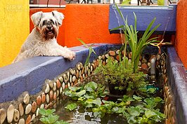 QQ活潑好動，最愛到頂樓花園放風。