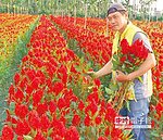 鳳尾雞冠花 一枝獨秀