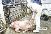 網傳賣病死豬　苗肉擬提告