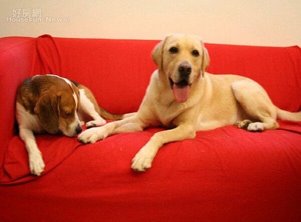 4. 自從有了愛犬後,楊馨買房的條件與裝潢都以狗狗為主。