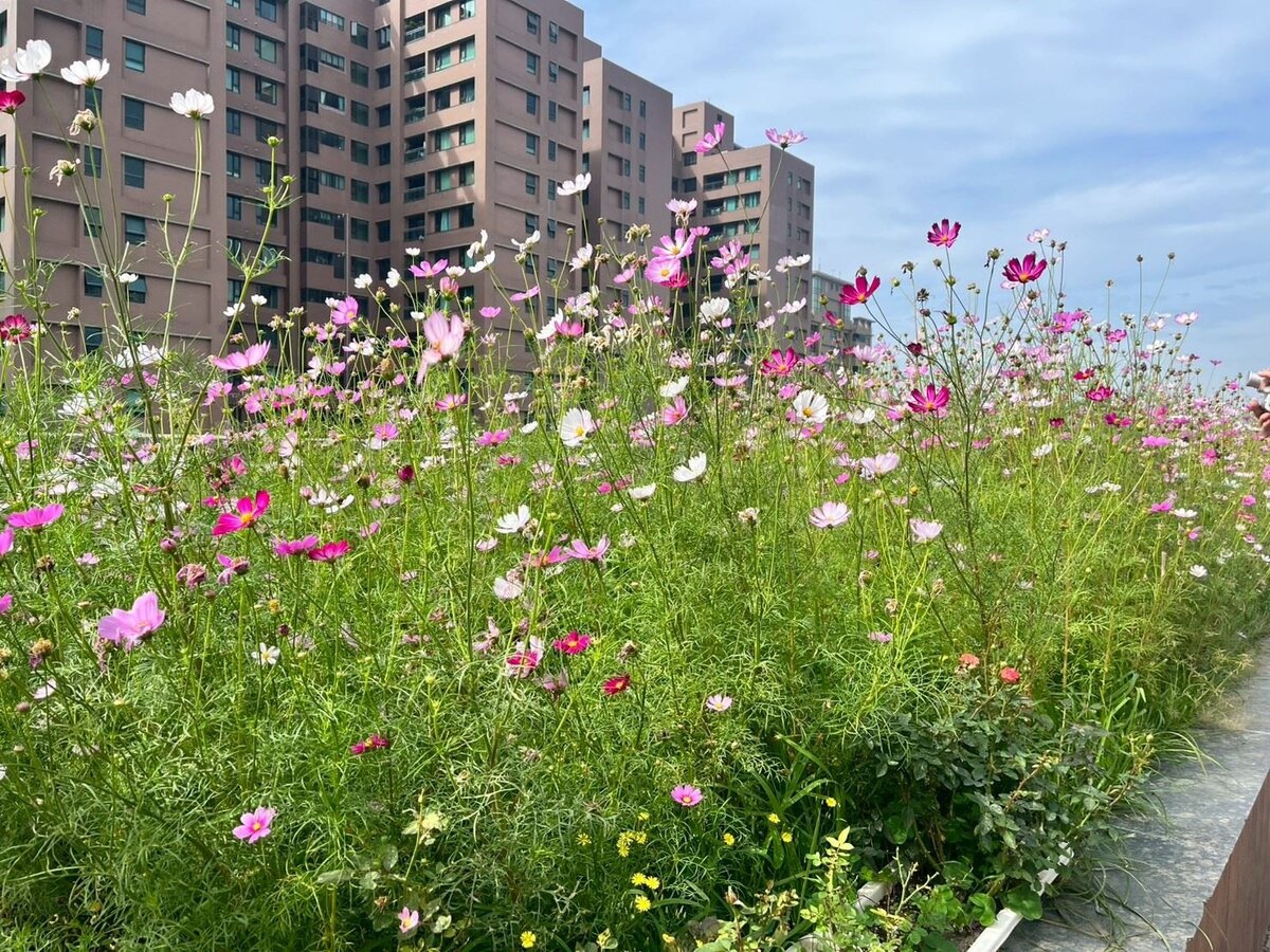 在大樓既有綠屋頂中種植波斯菊,待其綻放可吸引住戶上樓觀賞、拍照,凋謝後就地利用作綠肥使用。圖/高雄市工務局提供