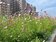 高雄人快看！建物綠化二階補助開跑　每案最高80萬元