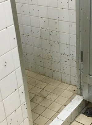 女生宿舍浴室竟然出現滿牆的「蟲蟲」，讓女大生直呼「崩潰」。（圖／擷取自爆料公社）
