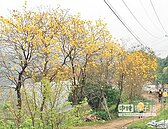 黃色花海夯　新埔風鈴木開了