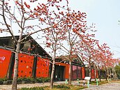 白河木棉花季登場　佳里糖廠花開