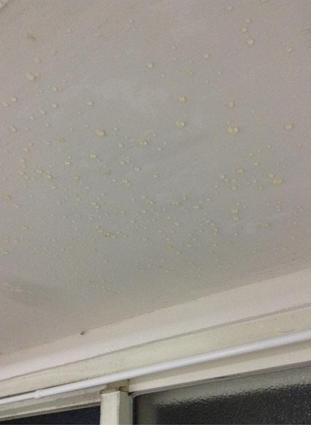 女研究生租屋處天花板每逢雨天就會出現噁心的「黃色泡泡」。（圖／受害女研究生提供）