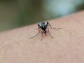 夏季高溫多雨、登革熱風險升溫！雨後這些地方最易積水　防蚊4步驟不可少