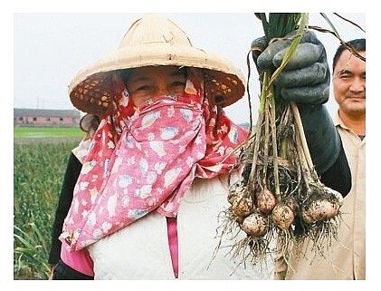 今年蒜頭普遍歉收,蒜農說價格好,但產量少,不一定能回本。 記者姜宜菁/攝影