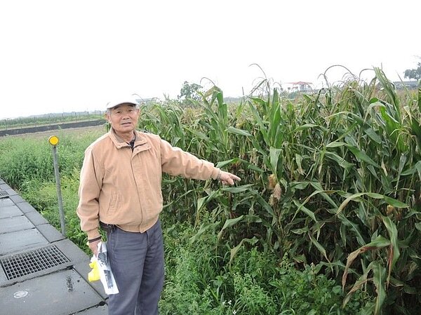 鹽水區舊營里里長謝清和說，台19線舊營里段的飼料玉米，因受銀光路燈的照射導致不結穗，市府工務局將全面改成LED燈，並加裝遮光器解決。記者吳政修／攝影 吳政修