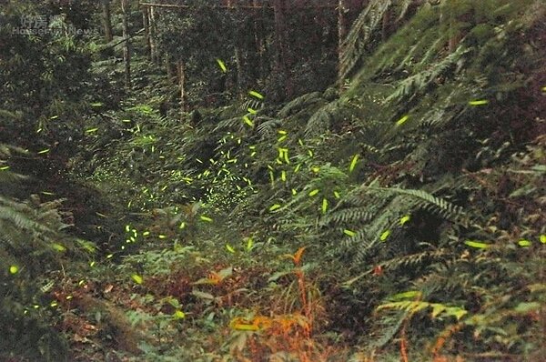 仁愛鄉奧萬大森林遊樂園區從4月起將推出賞螢活動。 圖/奧萬大提供
