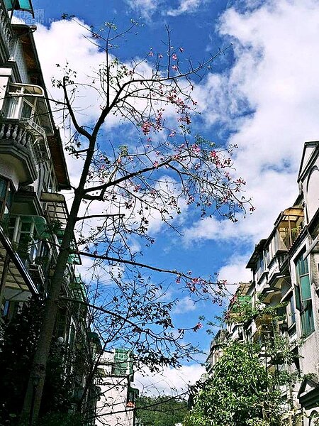 1.瓏山林別墅社區內夾道櫻花,十分賞心悅目。