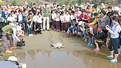 爬向大海！海生館野放元旦獲救海龜