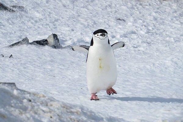 南極(網友HuiFang 提供)