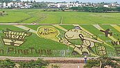 全台瘋彩稻　「種」出數億商機