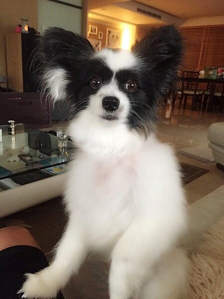 瑞莎家中擺放大型白色沙發。(翻攝自瑞莎臉書)