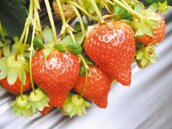 竹北還有草莓　「能採到母親節」