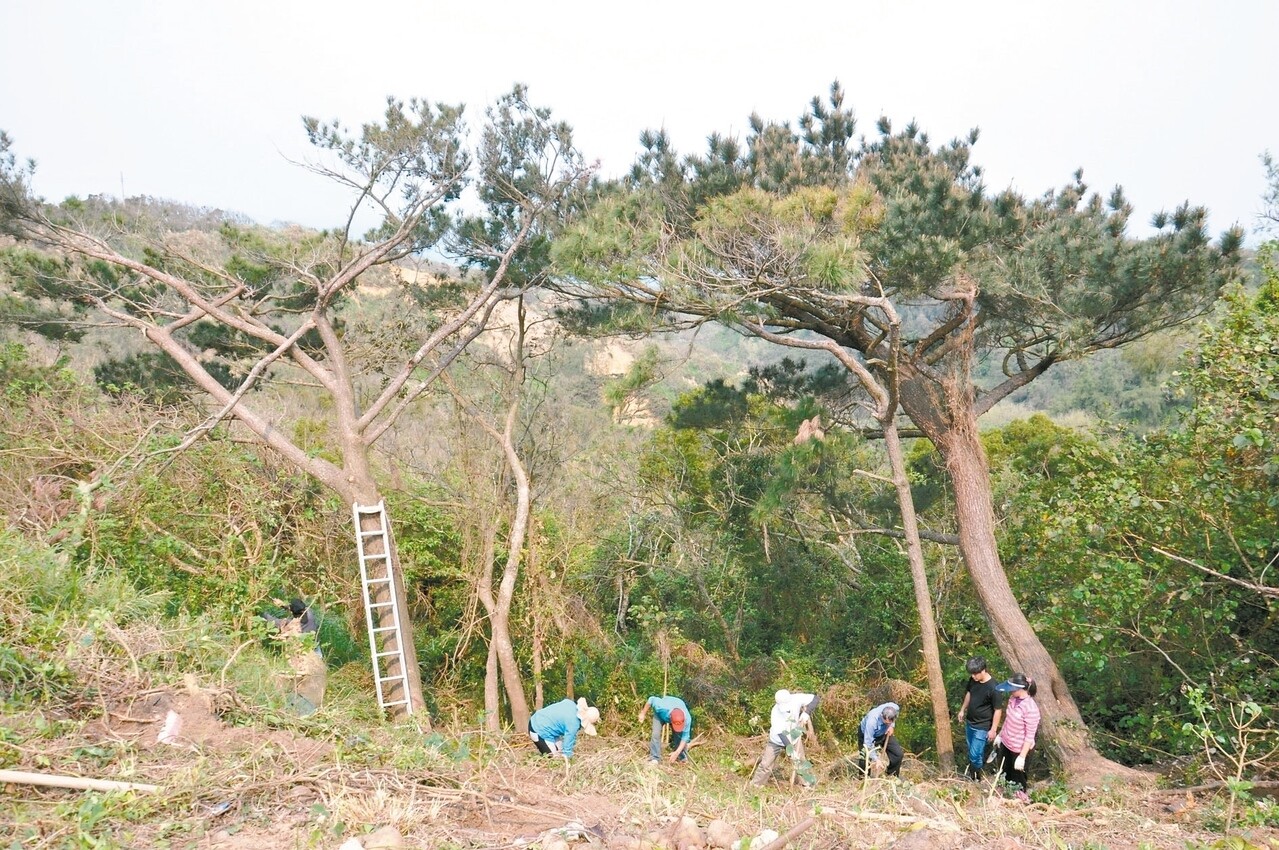 苗栗後龍好望角百年黑松斷根居民痛心 好房網news