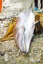 海豚擱淺花蓮身亡　將製成標本