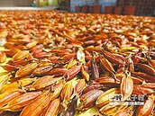 黃梔子翻紅　打造超夯伴手禮