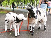 初鹿牧場　四角小羊徵名