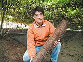 斗六傻瓜農夫種山藥　花7年養地