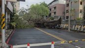公安隱憂…台中力行國小路樹倒　居民驚魂