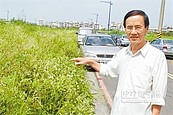 有毒銀膠菊蔓延　住戶憂過敏