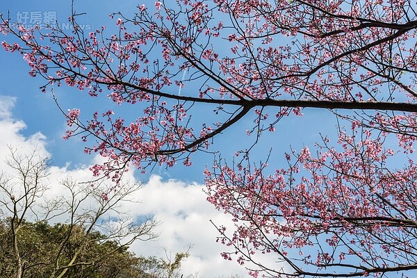 台灣人愛赴日賞櫻,連投資海外地產都偏好東京。(好房網News記者張聖奕/攝影)