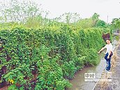 鮭魚返鄉設廠　民憂汙染水源