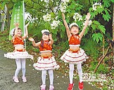 嘉市桐花季　嬌柔迎賞花客