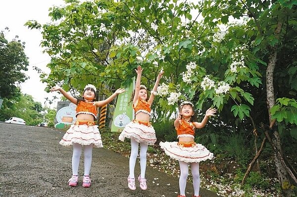 嘉市圓林仔社區油桐花季今天登場,社區昨天請幼兒園巧扮花仙子,吸引目光。 記者林伯驊/攝影