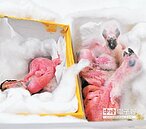 鳥蛋孵化 幹員傻眼 抓毒品…查到保育鸚鵡吱吱叫