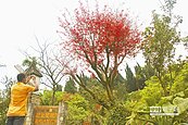 紅槭綴山頭　菁山里好踏青