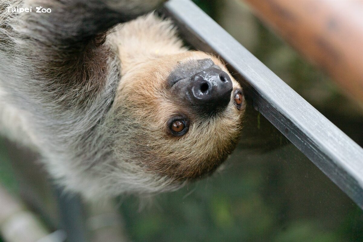臺北市立動物園提醒民眾,今年園區將於2026年6月22日(週一)至7月1日(週三)暫停對外開放,共計10天。圖/台北市政府提供