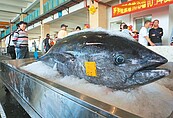 宜、屏「第一鮪」報到　價格是一般鮪魚10倍