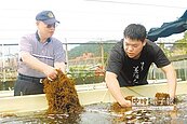 海大新發現　銅藻、飛魚在大海的產房