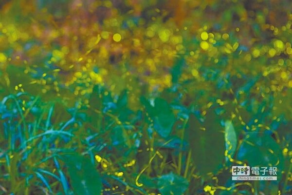 榮星公園、木柵萃湖公園和大安森林公園成功復育螢火蟲。（蔡玉書先生提供）