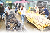 殘忍！嘉縣收容所超載　32狗被活活熱死