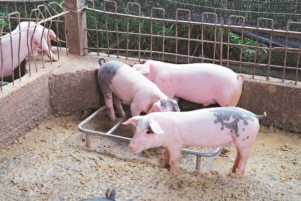 台東每年產出8萬隻豬，縣府擬建置冷凍、冷藏設備，幫助產業升級，增加銷量。 記者潘俊偉／攝影