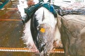 441公斤黑鮪魚　破蘇澳紀錄