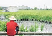 田中噴泥漿　稻仔毀了稻農淚了