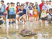 11隻小綠蠵龜野放　回頭感謝