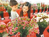 康乃馨產量減　「1把飆到78元」