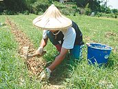 頭份改良貧瘠田　有機無毒復耕茶園