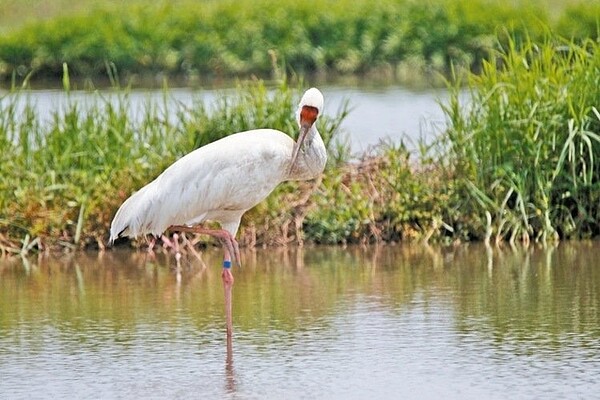 小白鶴昨天返回熟悉的金山濕地,不時理毛、閉眼小憩。 記者林孟潔/攝影