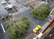 颱風移樹未補植…北市恐成禿頭城市